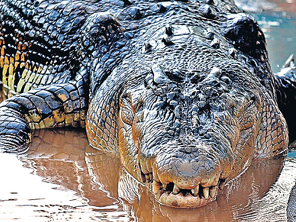 World s largest crocodile Lolong is dead Inquirer News