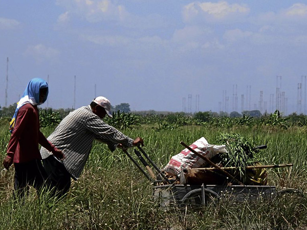 philippine farming