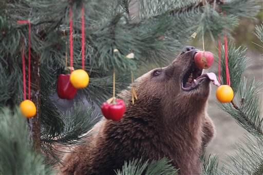 A Kamchatka brown bear   tries to reach an apple on a  Christmas tree decorated with fruit and vegetables  in  the enclosure  at the Hagenbeck zoo in Hamburg, northern Germany, Friday  Dec. 5, 2014. AP