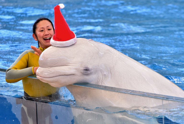 A white beluga wears a Santa hat to attract visitors at the Hakkeijima Sea Paradise aquarium in Yokohama, suburban Tokyo on December 17, 2014. Christmas attractions will be held till Christmas Day.  AFP 