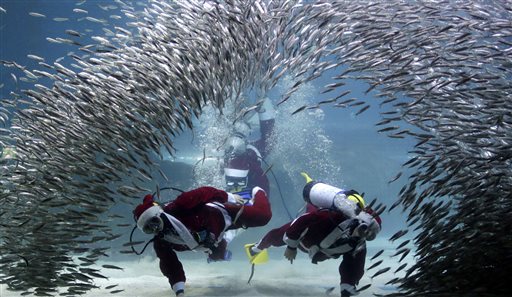Dressed in Santa Claus outfits, divers perform with sardines as a part of event to celebrate the upcoming Christmas at the Coex Aquarium in Seoul, South Korea, Sunday, Dec. 7, 2014. AP