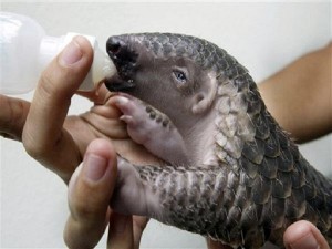 A pangolin being fed with milk in a zoo in Bangkok. AP FILE PHOTO