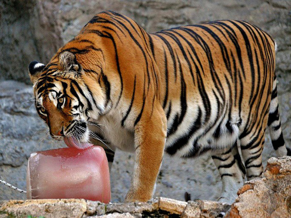 A handout picture taken and released on August 21, 2012 by the Bioparco di Roma shows a tiger licking ice in downtown Rome’s bioparco Zoo on August 21, 2012, as a heatwave hits most of Europe this week. AFP PHOTO / BIOPARCO DI ROMA / M. Di Giovanni 