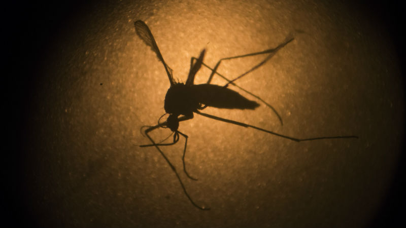 Zika virus asia world health organization dengue mosquito