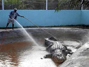GOING FOR GUINNESS. Guinness and National Geographic Representatives are coming to Agusan del Sur to determine whether “Lolong” is the largest salt water crocodile in captivity. INQUIRER FILE PHOTO