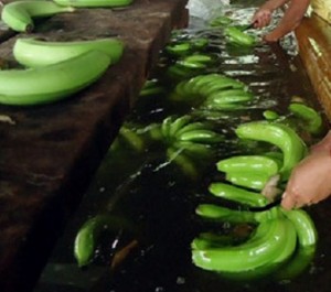 Cavendish bananas from Mindanao. INQUIRER FILE PHOTO
