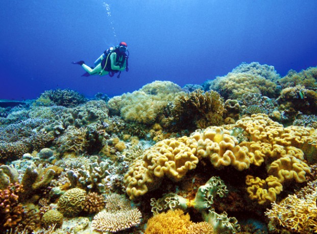 A diver fins through a field of pristine soft leather corals at the Tubbataha Reefs Natural Park.  YVETTE LEE/CONTRIBUTOR