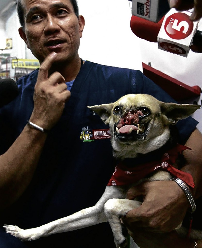 Hero dog a cancer survivor Global News