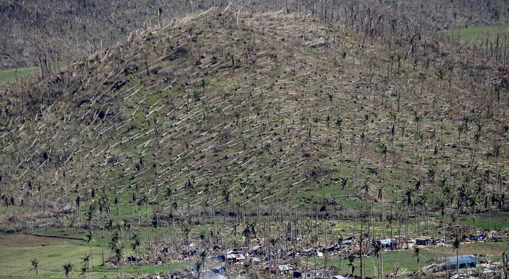 A mountain in Leyte with toppled coconut trees after the Nov. 8 Supertyphoon “Yolanda” lashed Leyte and other provinces in central Philippines.   AP FILE PHOTO