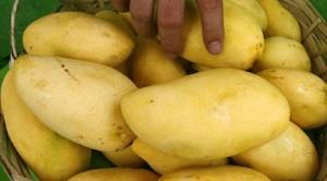 The US Department of Agriculture has ruled that mangoes from nearly anywhere in the Philippines can now be exported to the US. INQUIRER FILE PHOTO