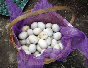 Balut. INQUIRER FILE PHOTO