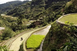 A farmer (bottom L) plants rice in a paddy field in the scenic Banaue rice terraces. AFP FILE PHOTO 