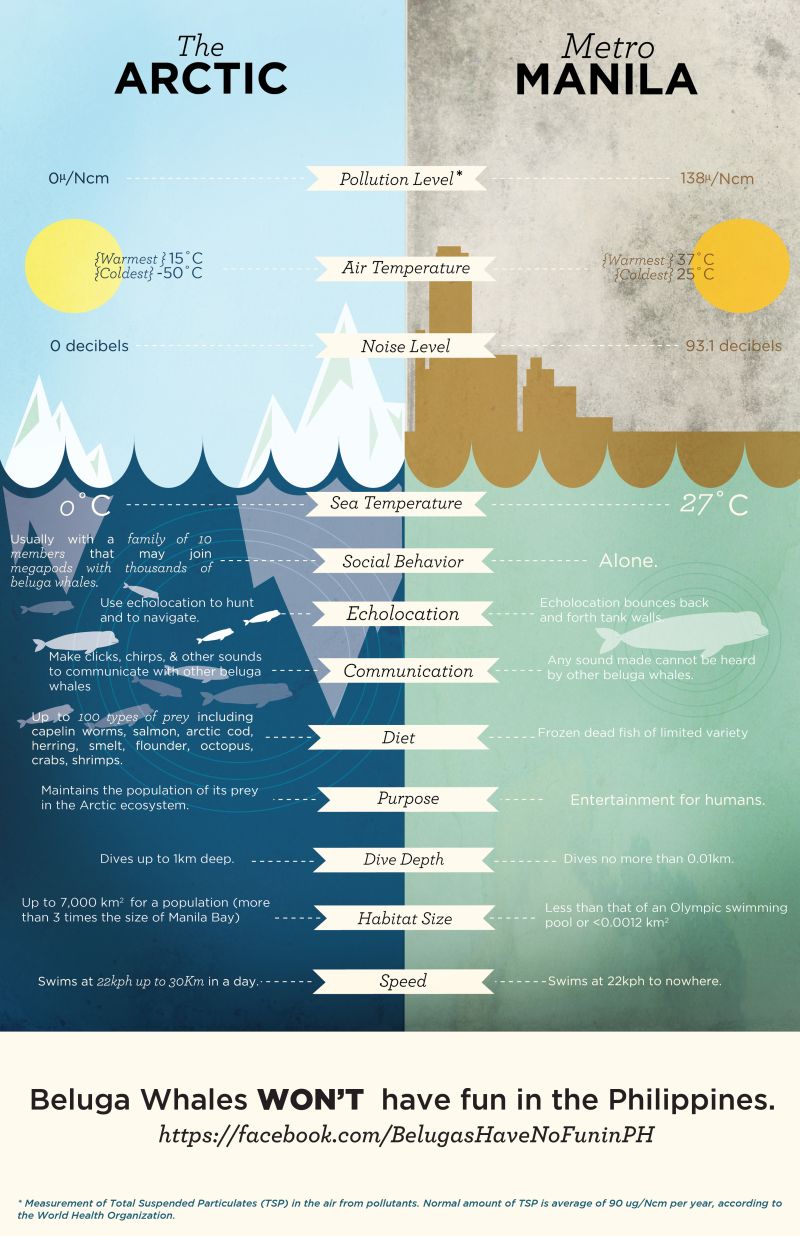 Beluga whale infographic