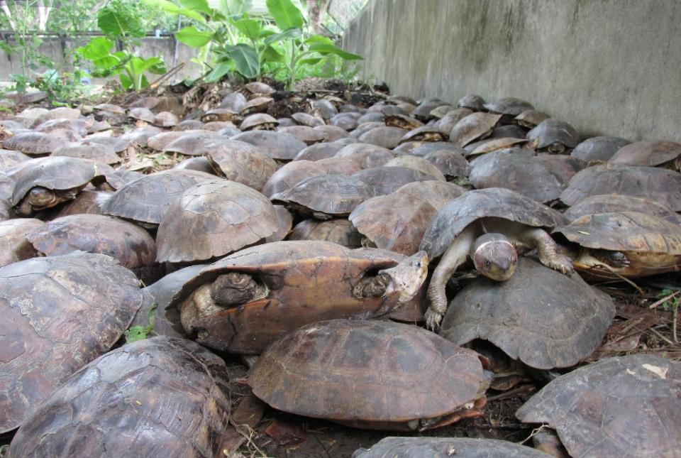 More than 4,000 live freshwater turtles and 90 dead ones were found in a pond inside a remote warehouse on the western island of Palawan four weeks ago in one of the country's biggest wildlife rescues (AFP Photo/Kfi)
