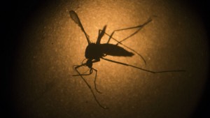 Zika virus asia world health organization dengue mosquito