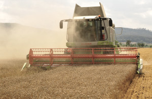 The_combine_Claas_Lexion_584_in_the_wheat_harvest