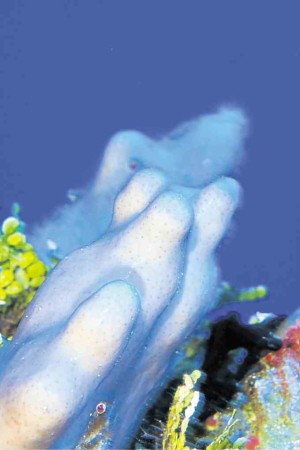 Porites, a coral species —Oceana/UPLB