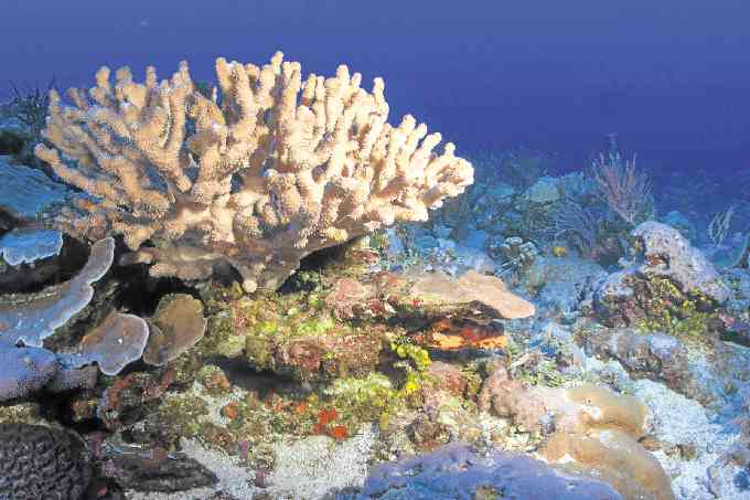 Branching corals, home to reef fishes like damselfishes, butterfishes and cardinal fishes,  are found in the resource-rich Benham Rise—Oceana/UPLB