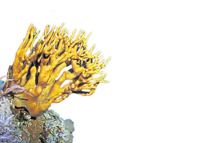 Clear waters light up true colors of branching corals. —Oceana/ UPLB 
