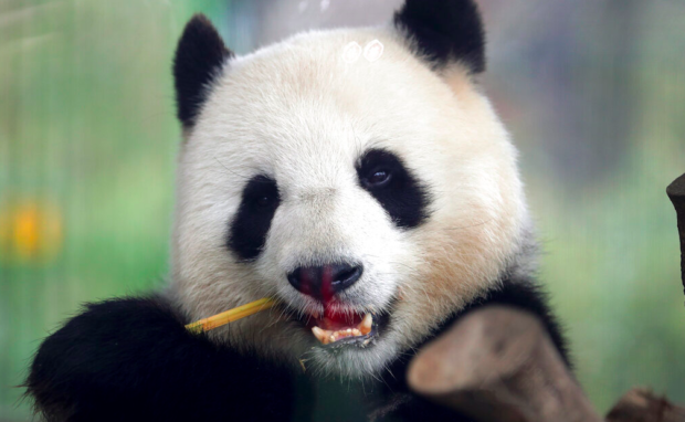 Danish queen to open new zoo enclosure for Chinese pandas