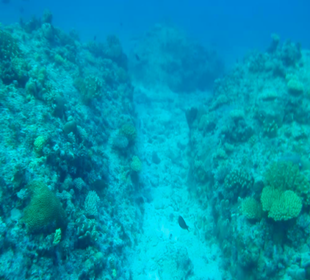 Marine scientists recently found this gouged coral seabed in Kalayaan Island Group in West Philippine Sea. Malacañang says it will take action on reef destruction allegedly by illegal Chinese fishermen and China’s artificial island building that amounts to billions of pesos in unrealized benefits to the Philippines.