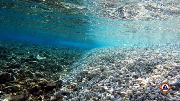 Underwater shot of coral bed at the West Philippine Sea