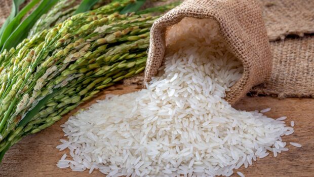 Rice grains poured out of a sack, stock photo
