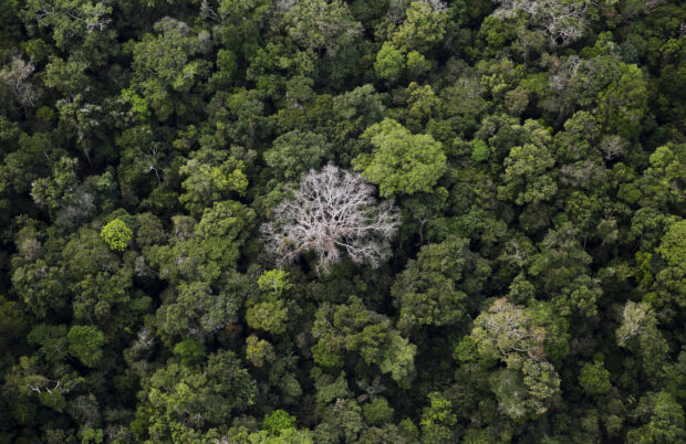Brazil, France launch $1.1 billion program to protect Amazon rainforest