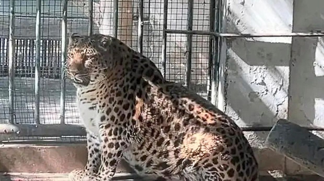 Chubby leopard raises concerns on overfeeding at zoos