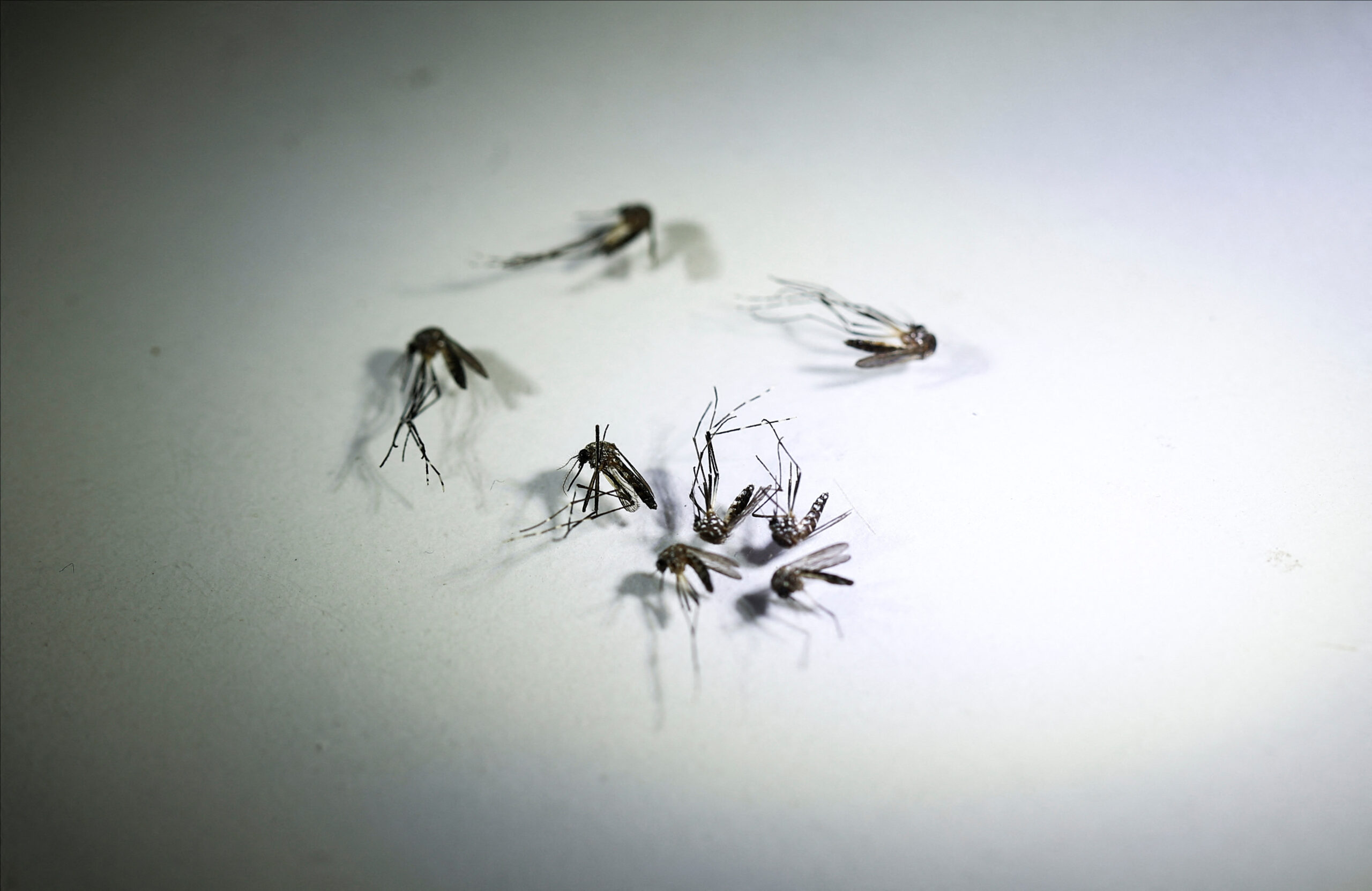 Dengue outbreak in Argentina on track to break records