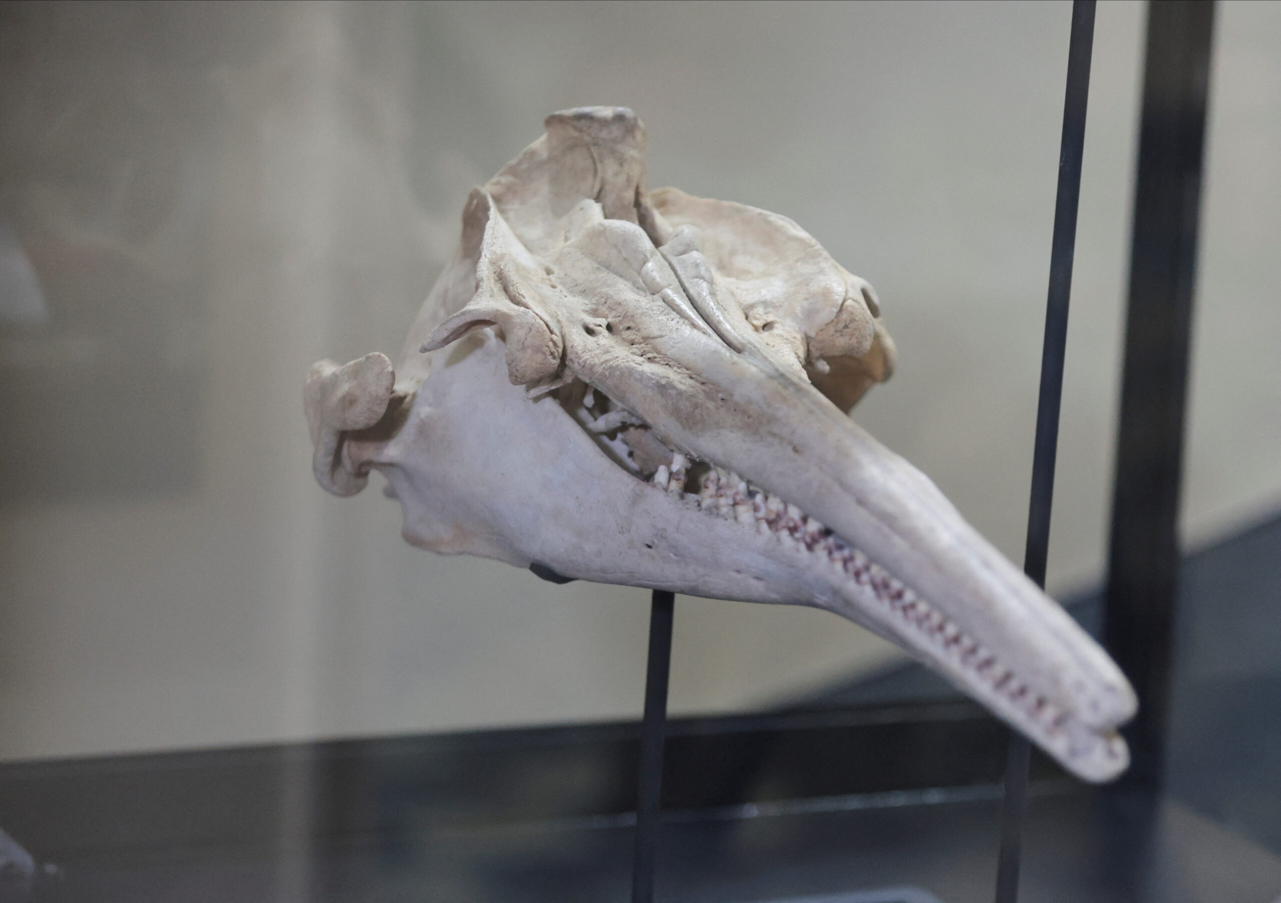 Fossil of 16-million-year-old river dolphin found in Peru