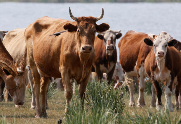 Cows graze on the bank of a lake in the steppe in the Republic of Khakassia
