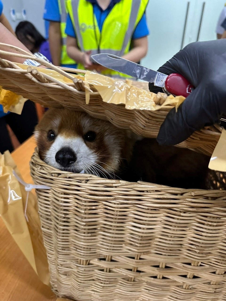 Thai customs seize red panda, snakes in checked-in baggage