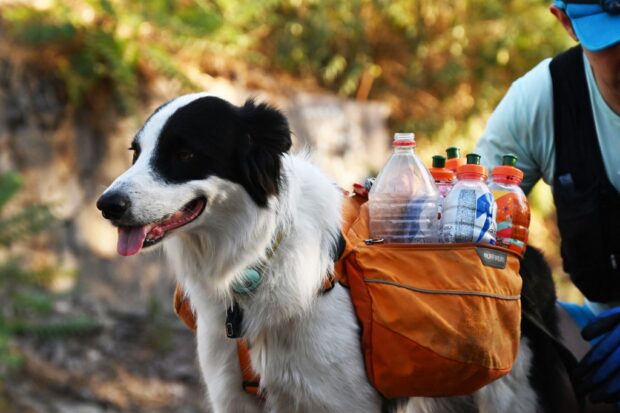 In Chile, a lawyer and his dog 'plog' to raise recycling awareness
