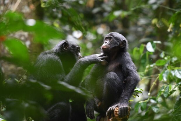 This undated handout picture provided by the Kokolopori Bonobo Research Project shows bonobos grooming each other