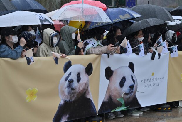 Panda fans wait for giant panda Fu Bao during a farewell ceremony at Everland amusement park