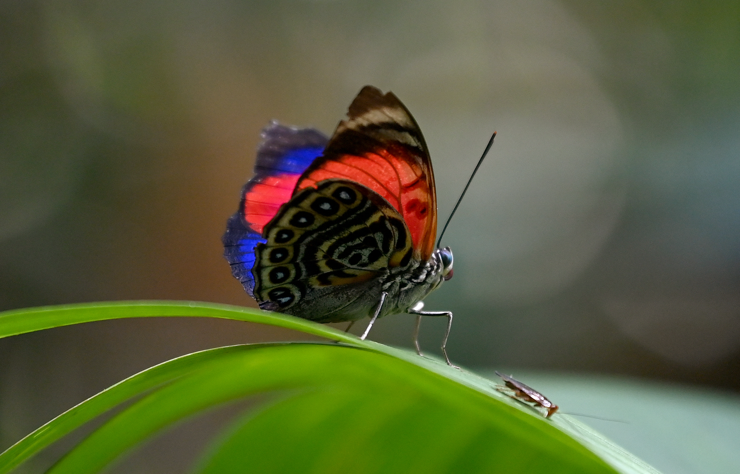 In Ecuadoran Amazon, butterflies provide a gauge of climate change