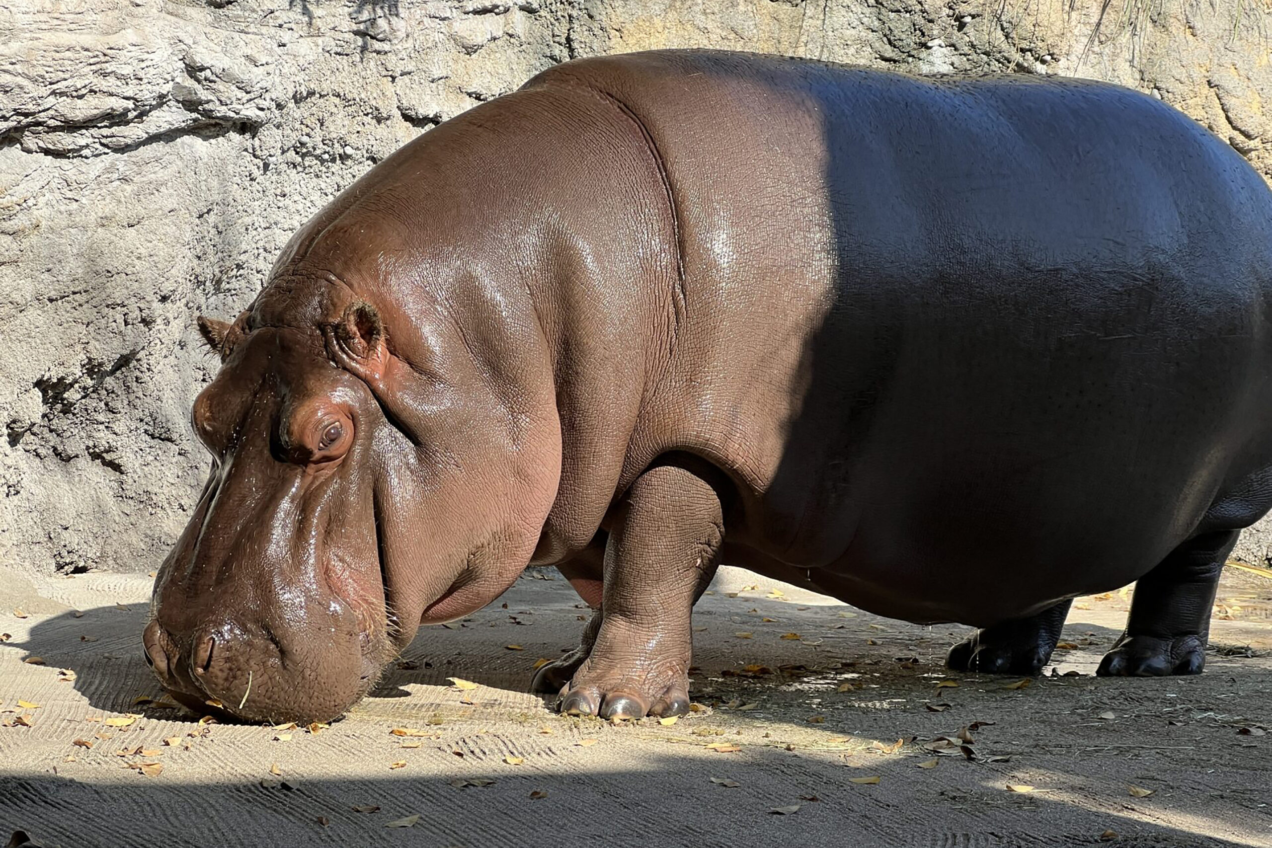 Japan hippopotamus