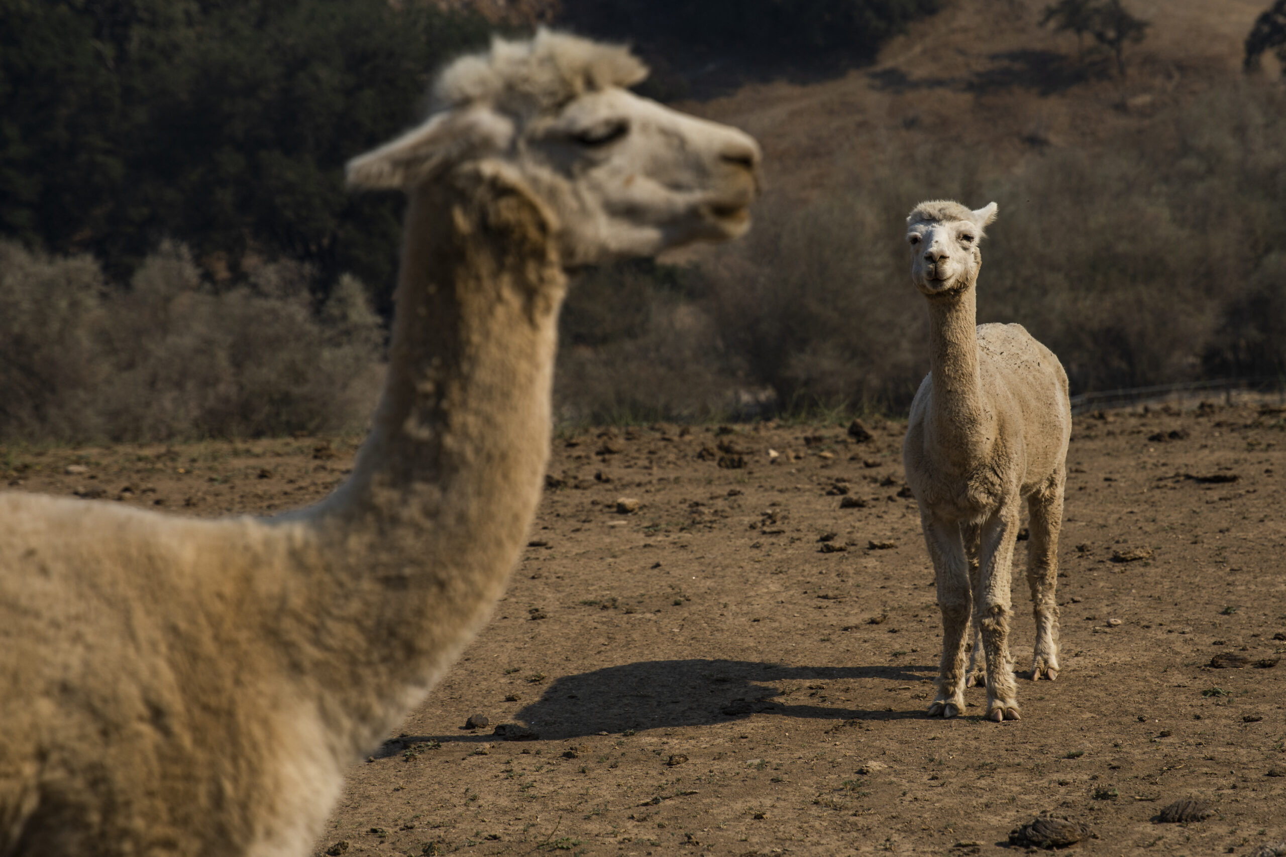 Bird flu detected in alpacas in US for the first time