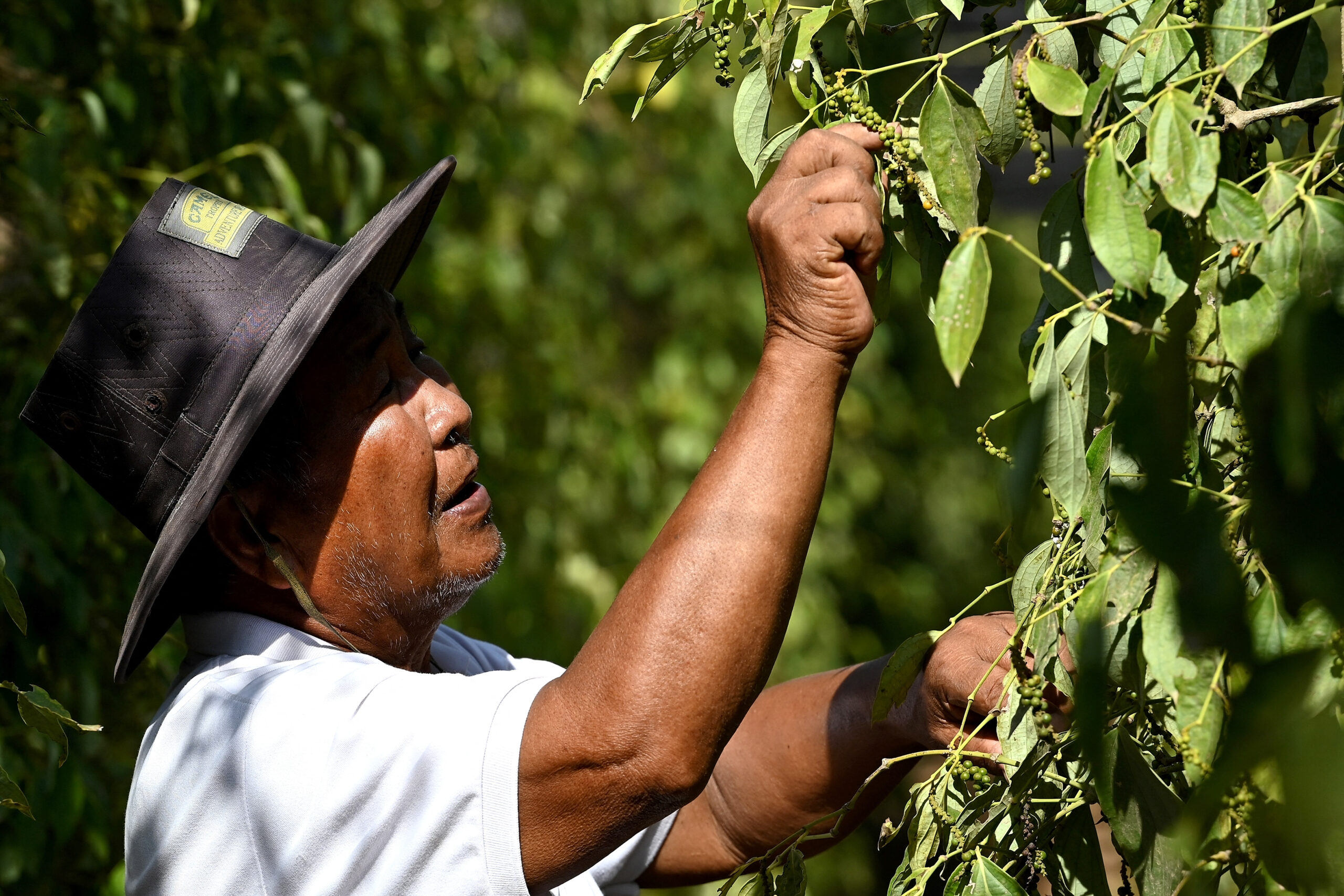 Cambodia's famed Kampot pepper withers in scorching heatwave