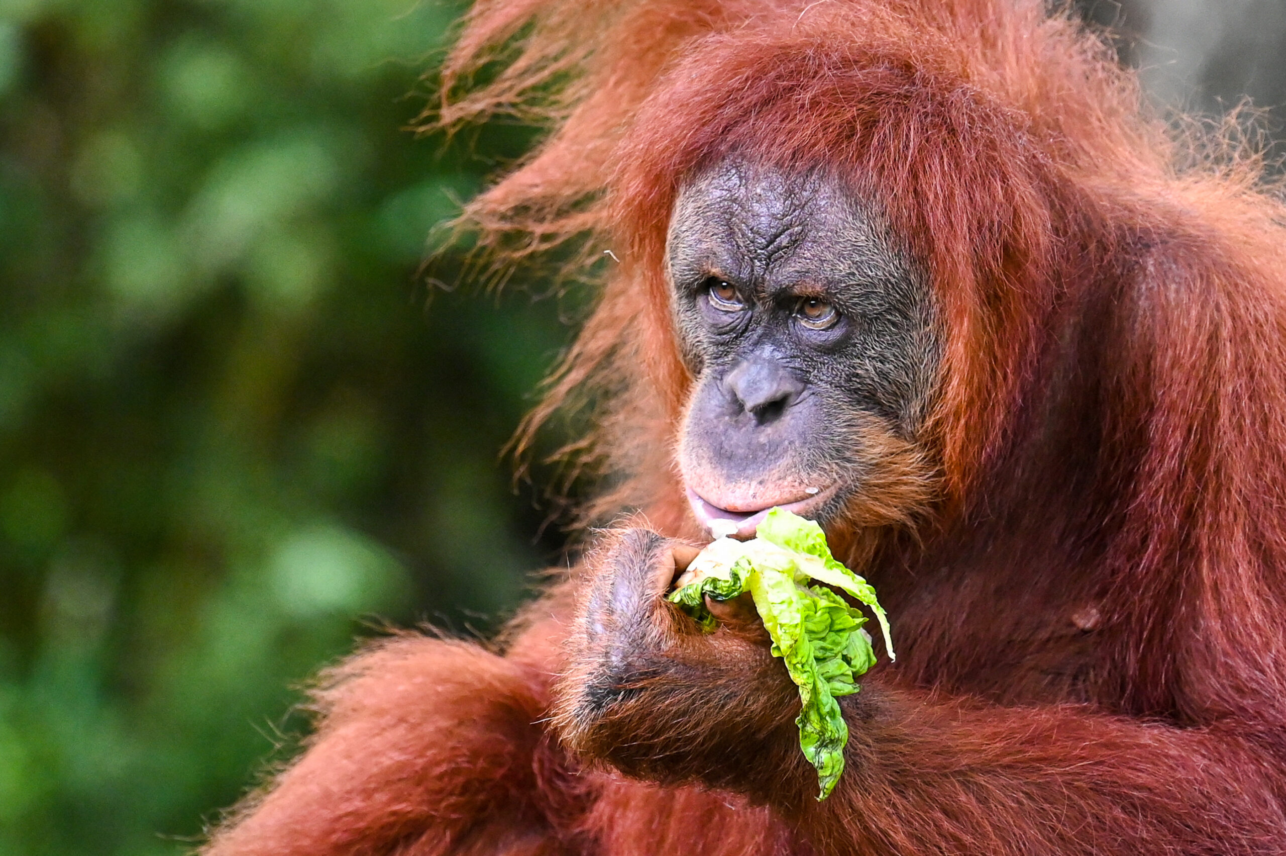 Malaysia plans to introduce 'orangutan diplomacy'--minister