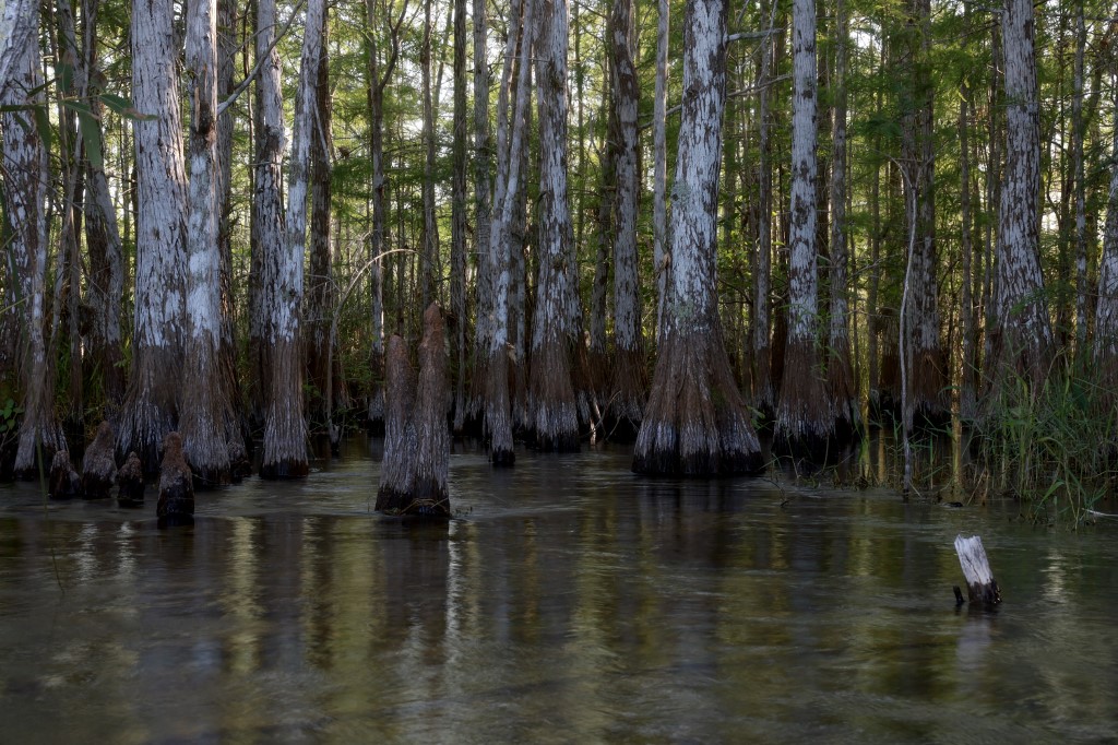 African leaders urge UN to prioritize tree planting drive