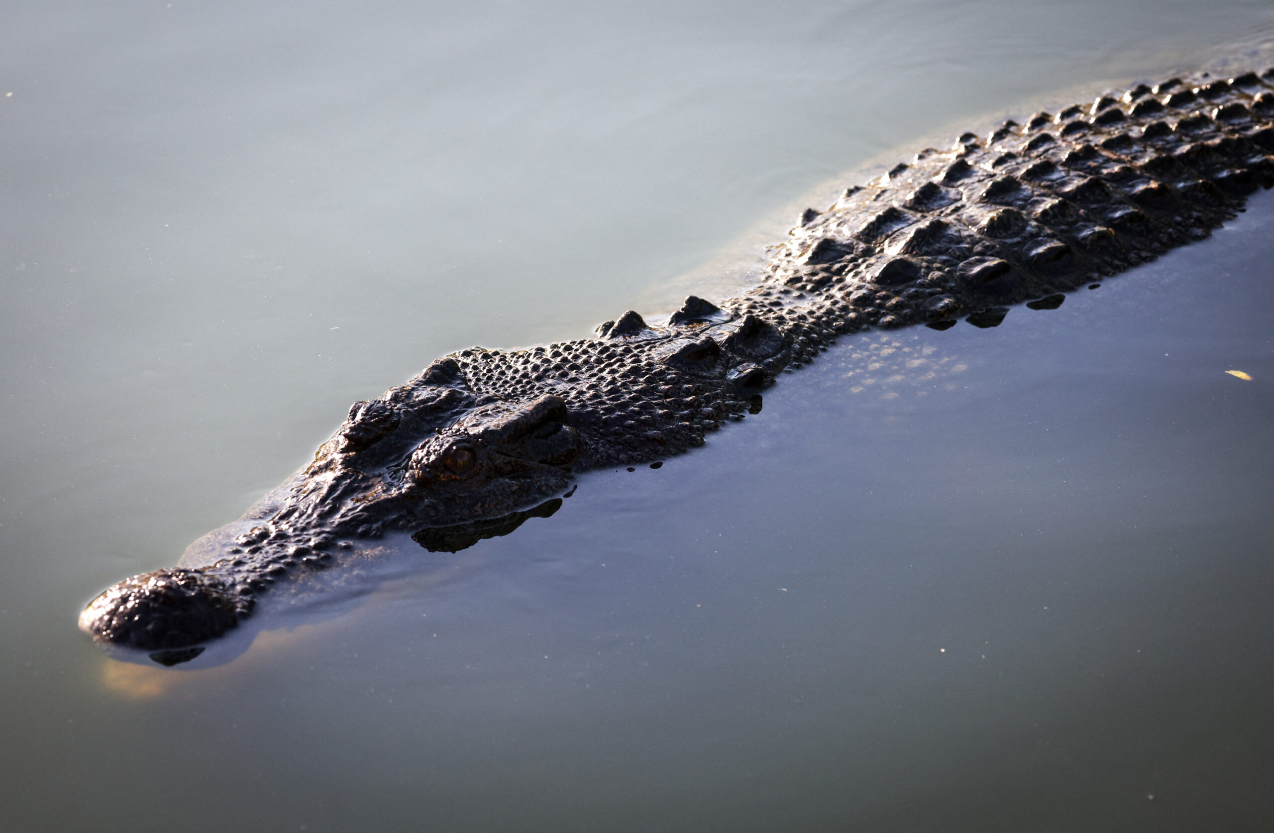 Aussie croc eats pet dogs, ends up in soup