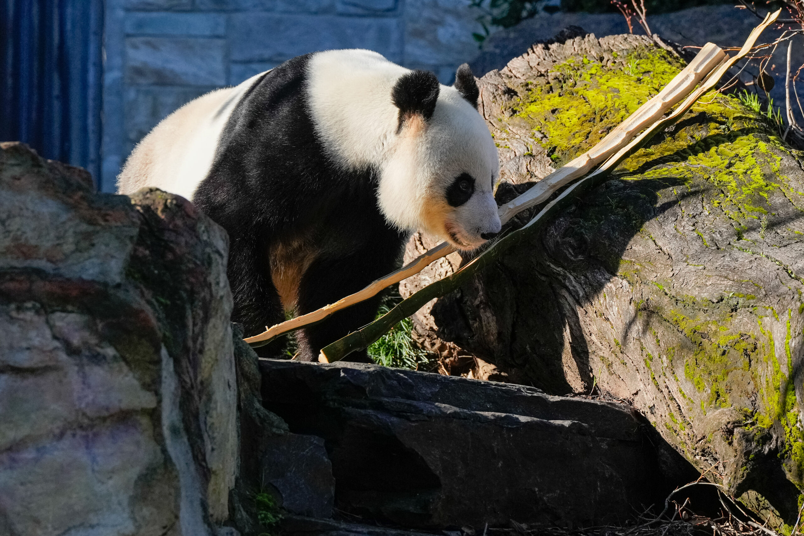 China to replace Australia's popular giant pandas