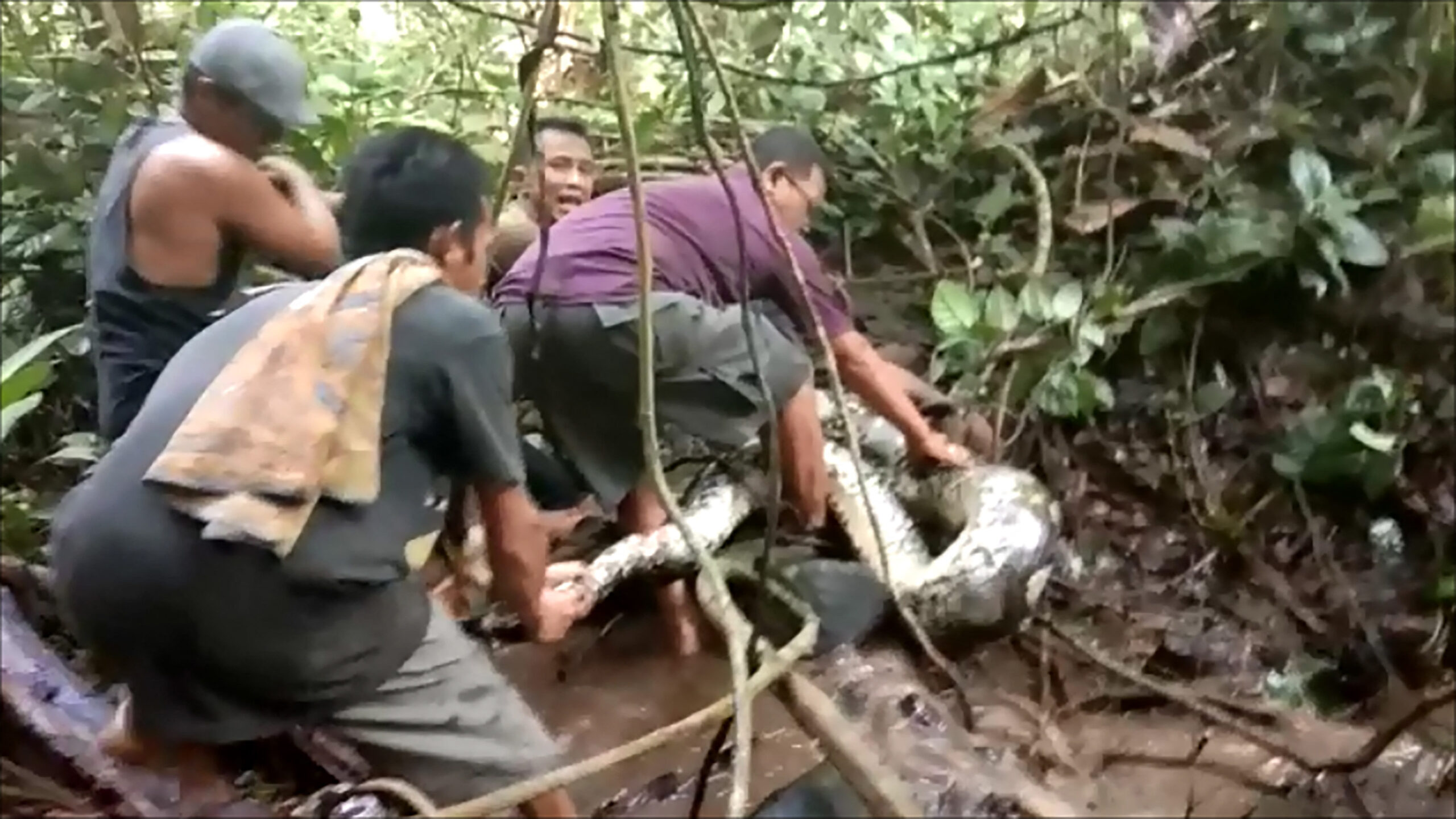 Missing Indonesian woman found inside belly of python