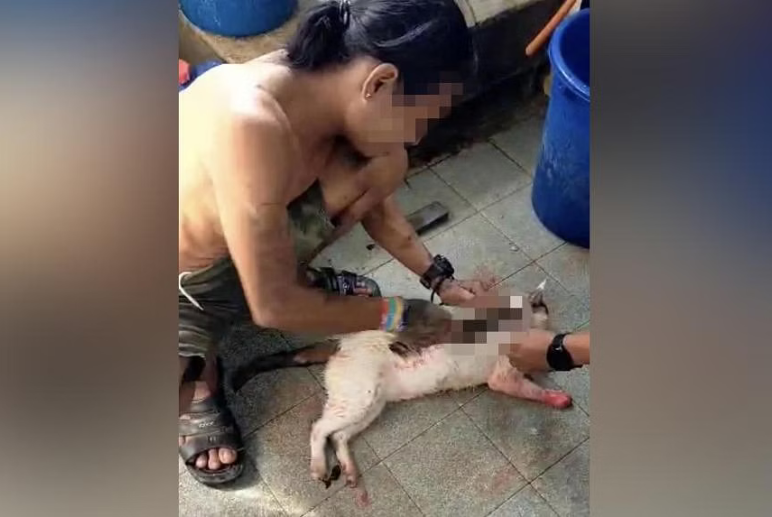 Reward offered for information on man who skinned cat in Malaysia