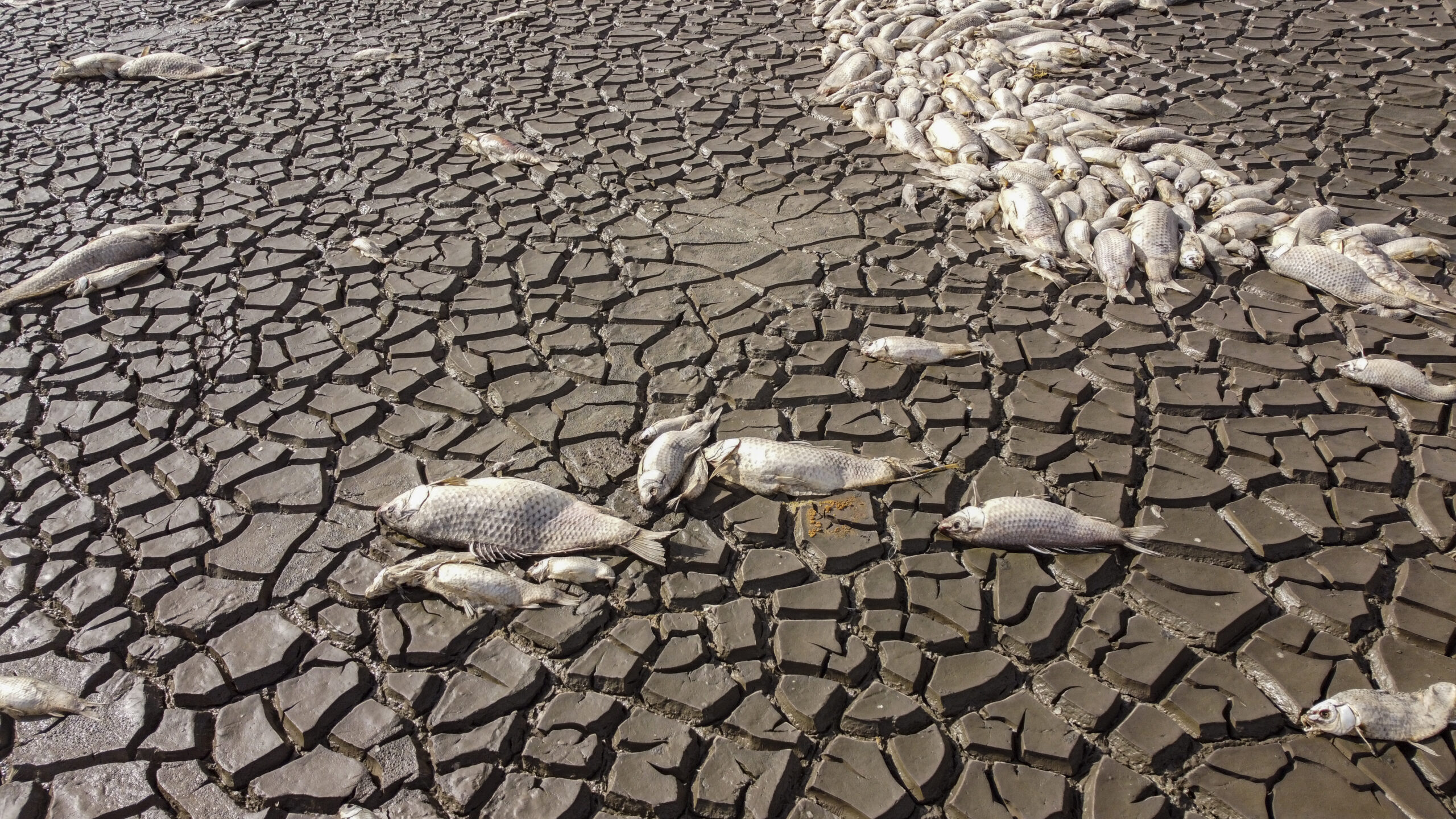 Thousands of fish dead 