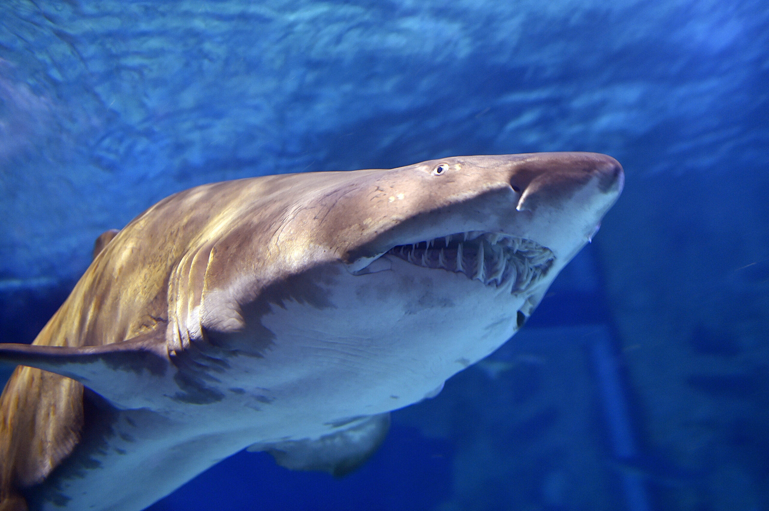 Tiger shark vomits echidna, shocking Australian scientists
