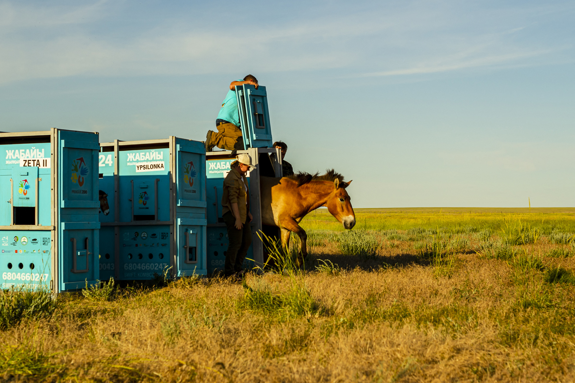 Wild horse species returns to the Kazakh steppes