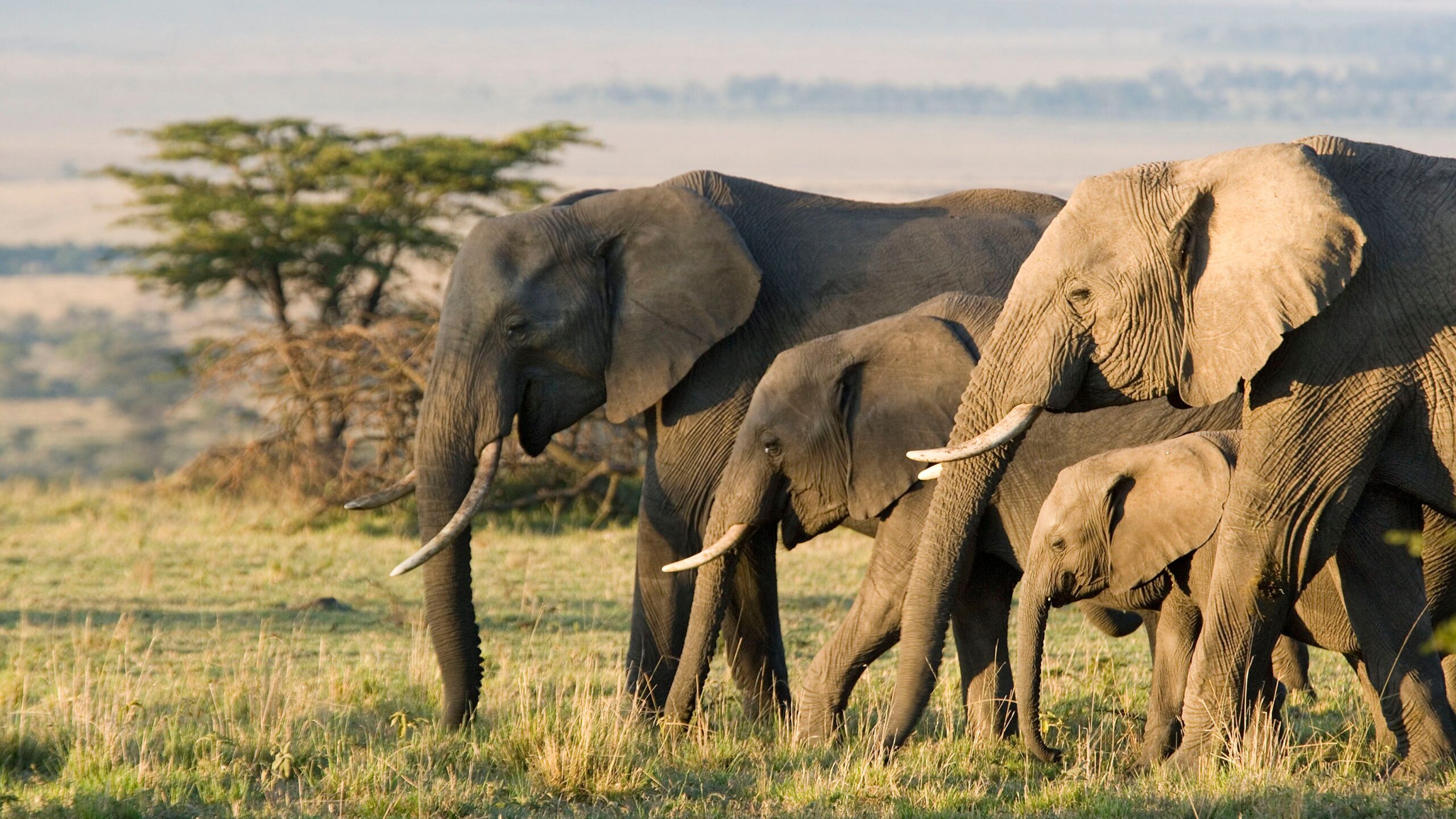 Elephants call out to each other using individual names that they invent for their fellow pachyderms, a study said on Monday.